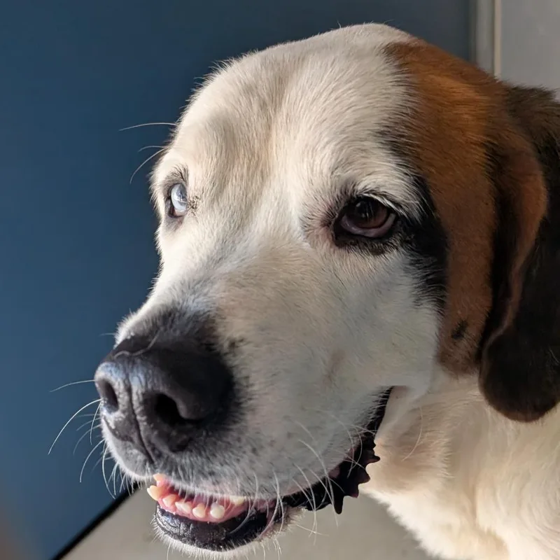 An adult large-sized female Brown / Chocolate Mixed Breed dog named Caria for adoption in Greenville, SC