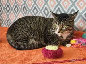 An adult medium-sized female Domestic Short Hair cat named Pookie for adoption in Bucyrus, OH