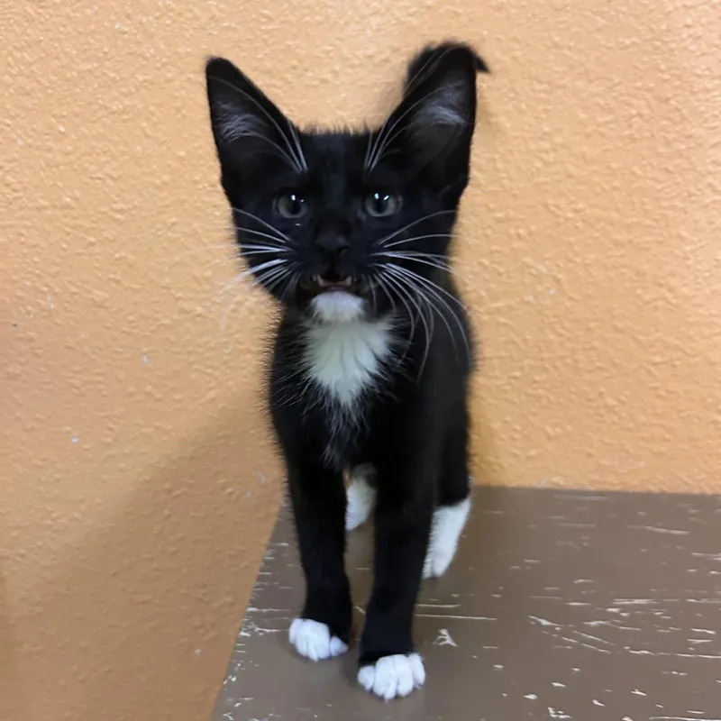 A baby small-sized female Black Domestic Short Hair cat named Deli Darla for adoption in Fresno, CA