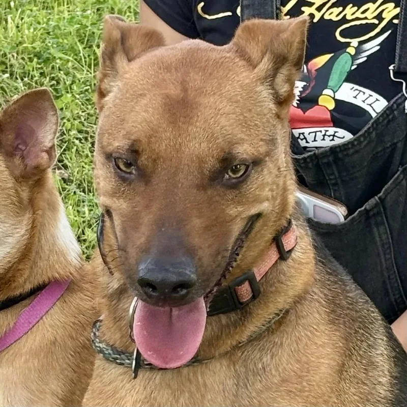 An adult medium-sized male Brown / Chocolate Coonhound dog named Kino for adoption in Sonoma, CA