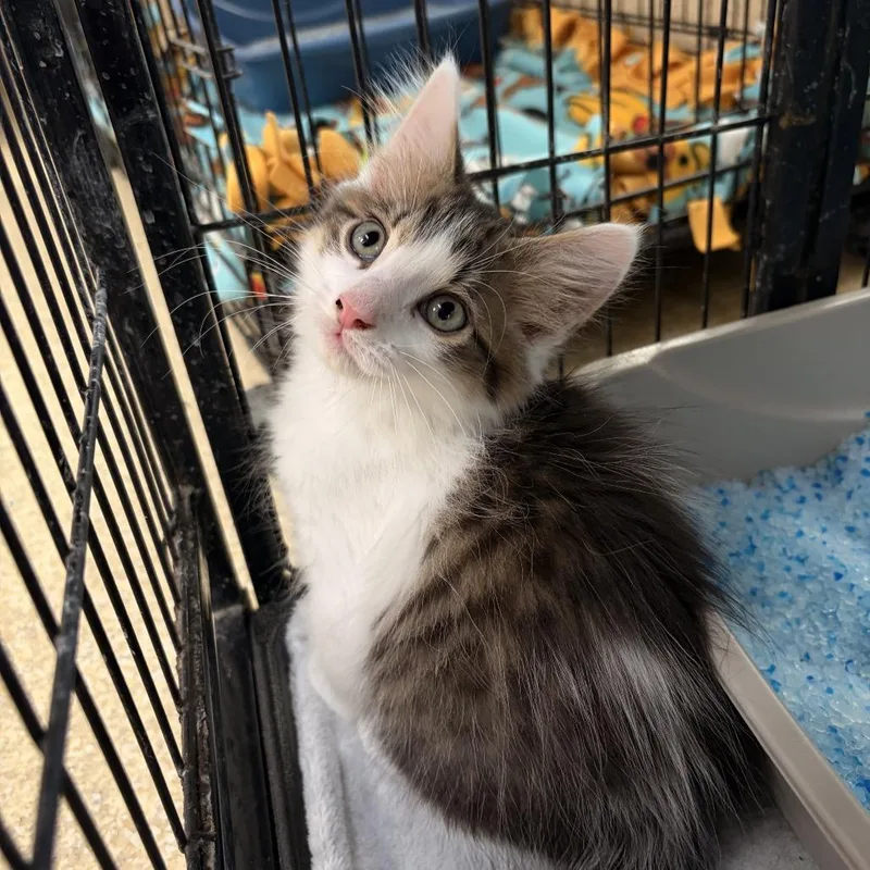A baby small-sized male Brown / Chocolate Domestic Medium Hair cat named Tigers Eye for adoption in Deerfield, IL