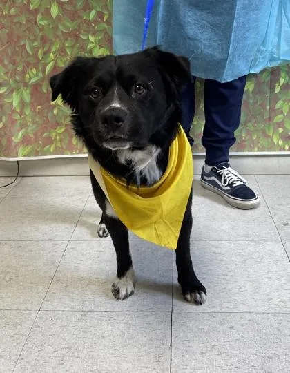 An adult medium-sized male Retriever dog named Midnight for adoption in San Antonio, TX