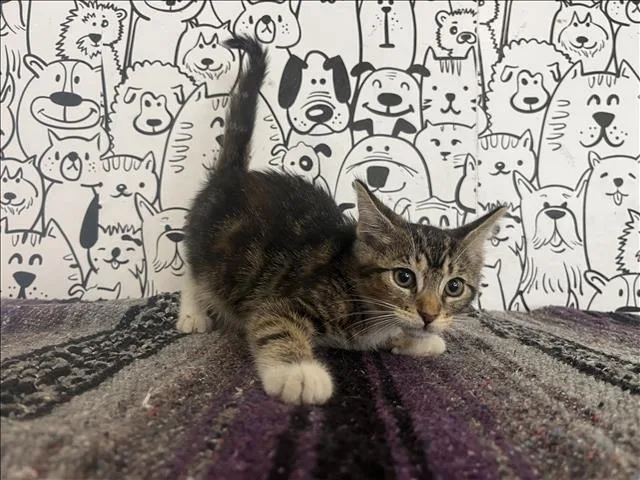 A baby small-sized female Domestic Short Hair cat named Fancy for adoption in San Pedro, CA