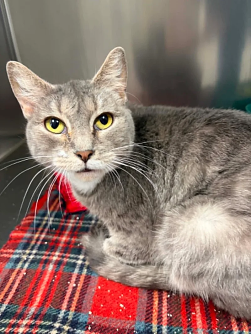 An adult medium-sized female Tabby (Gray / Blue / Silver) Domestic Short Hair cat named Sushi for adoption in Lenexa, KS