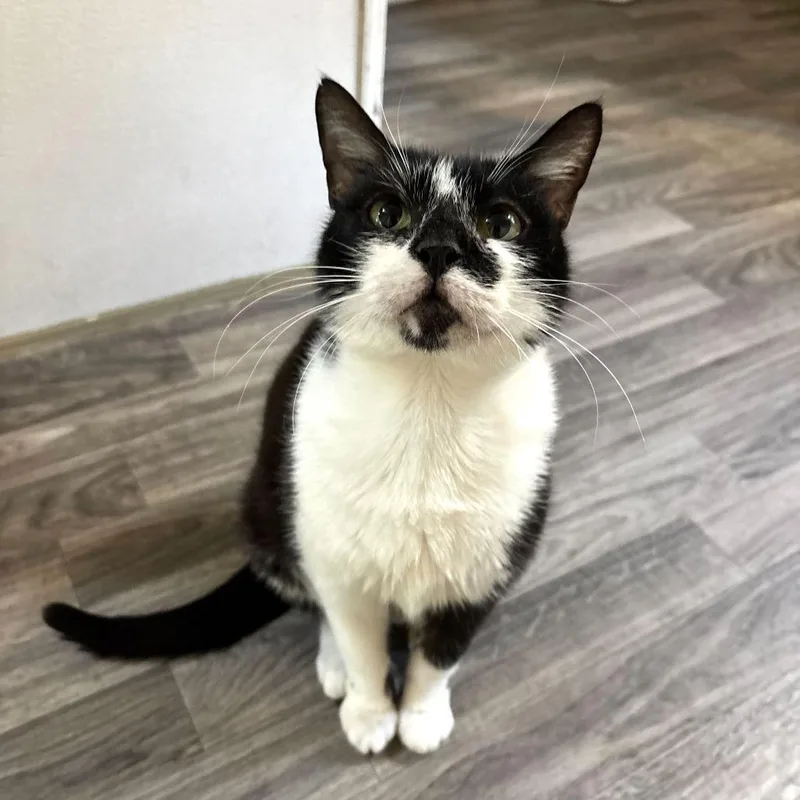 An adult medium-sized female Black Domestic Short Hair cat named Aunt Chrissy for adoption in Carencro, LA