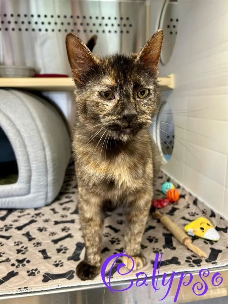 A young medium-sized female Domestic Short Hair cat named Calypso for adoption in West Union, OH