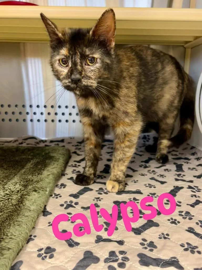 Calypso thumbnail 2