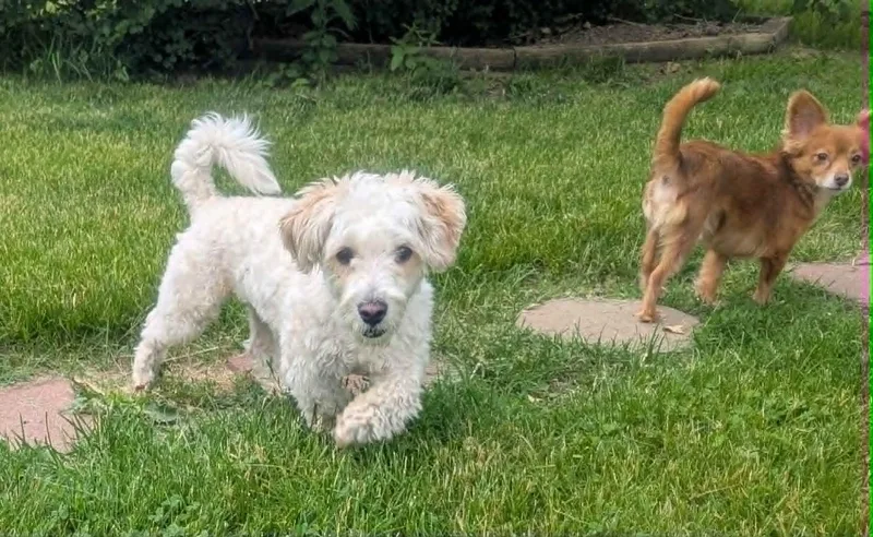 A baby small-sized male White / Cream Poodle dog named Joey for adoption in Yorkville, IL