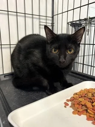 A young small-sized female Domestic Short Hair cat named Sooty for adoption in Savannah, GA