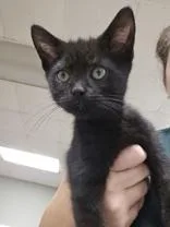 A baby medium-sized male Black Domestic Short Hair cat named Hocus for adoption in Dodgeville, WI