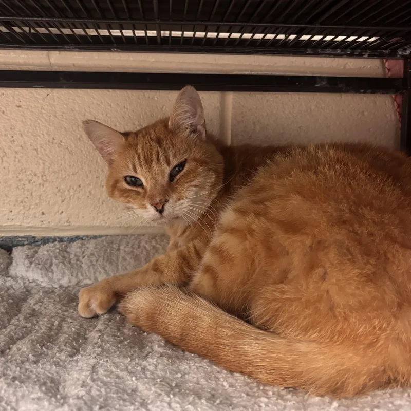 A senior medium-sized male Orange & White Domestic Short Hair cat named Peabody for adoption in Charleston, SC