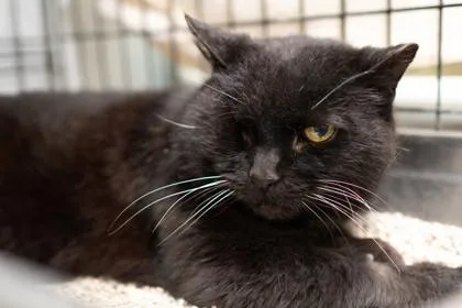 A senior medium-sized female Domestic Short Hair cat named Bandit for adoption in Ringoes, NJ