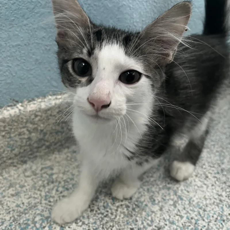 A baby small-sized male Brown / Chocolate Domestic Short Hair cat named Mochi for adoption in Long Beach, CA