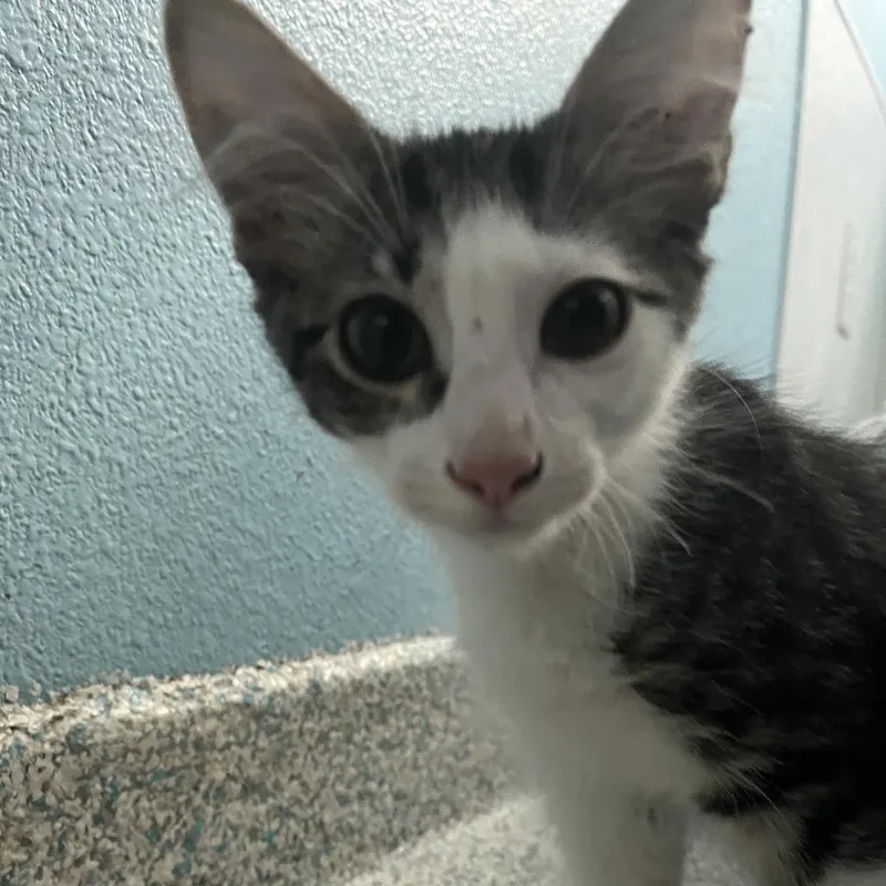 Mochi thumbnail 2