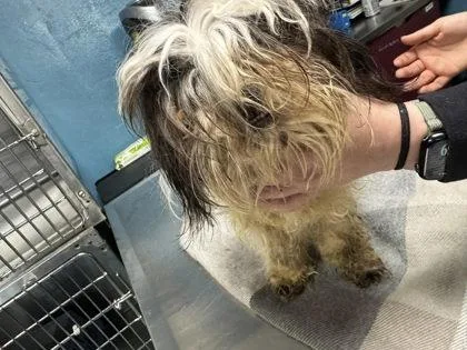 A young small-sized male Shih Tzu dog named Roddy for adoption in Hobart, IN
