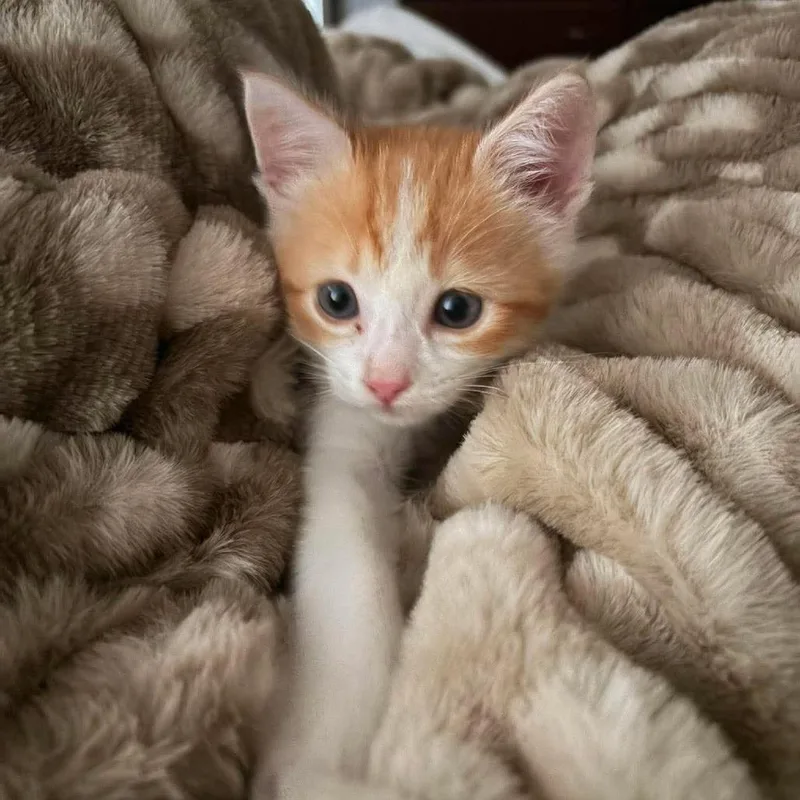 A baby small-sized male Orange / Red Domestic Short Hair cat named Hamilton for adoption in Newcastle, OK
