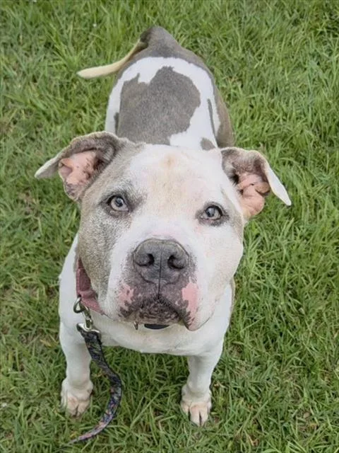 A senior large-sized female American Staffordshire Terrier dog named Ginger for adoption in Fort Lauderdale, FL