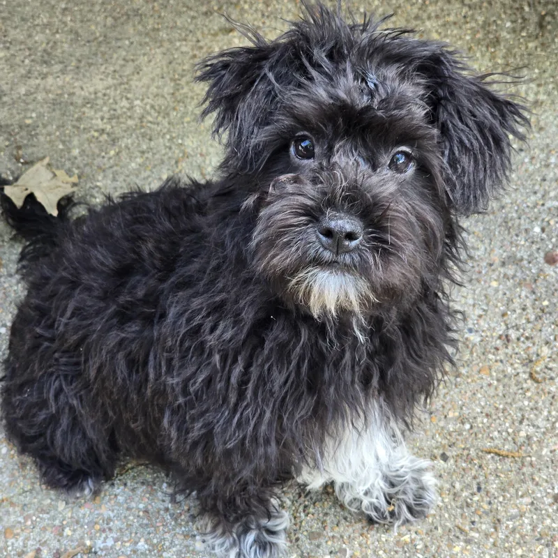 A baby small-sized female Black Maltese dog named Wenona Wat for adoption in Missouri City, TX