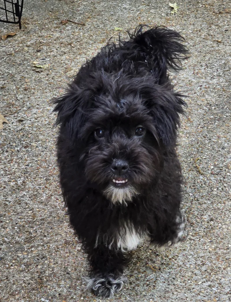 Wenona Wat thumbnail 3