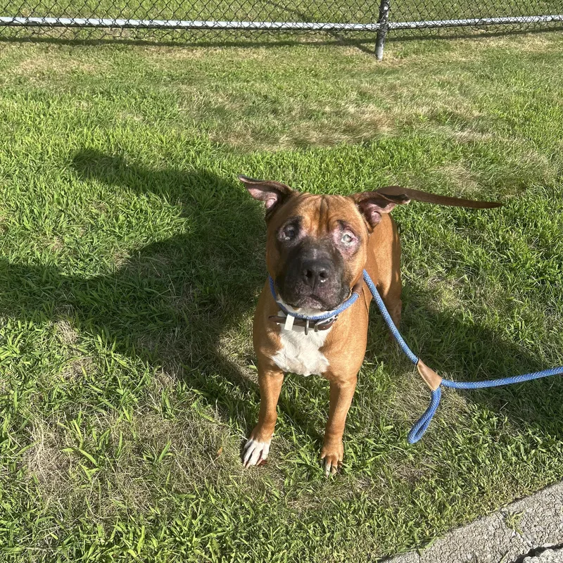 An adult medium-sized male Yellow / Tan / Blond / Fawn Pit Bull Terrier dog named Milo for adoption in Buffalo, NY