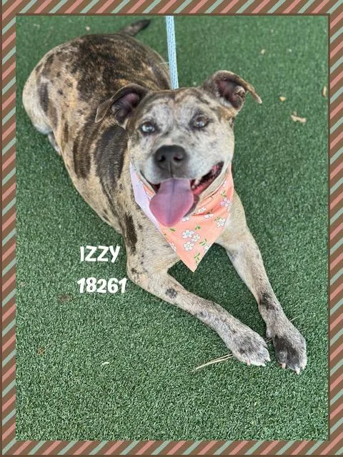 Izzy thumbnail 2