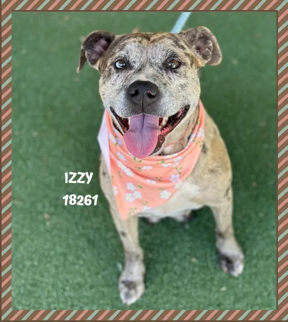 An adult medium-sized female Brindle Catahoula Leopard Dog dog named Izzy for adoption in Marietta, GA