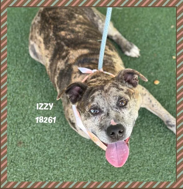Izzy thumbnail 3