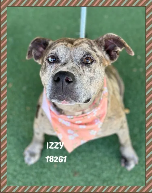 Izzy thumbnail 4