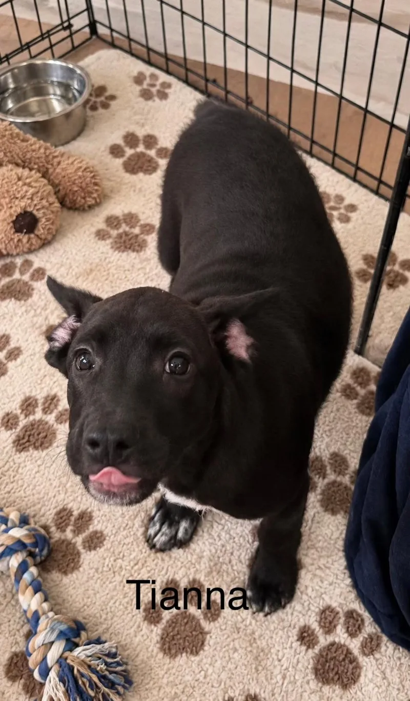 A baby small-sized female Black Labrador Retriever dog named Tiana for adoption in McAllen, TX