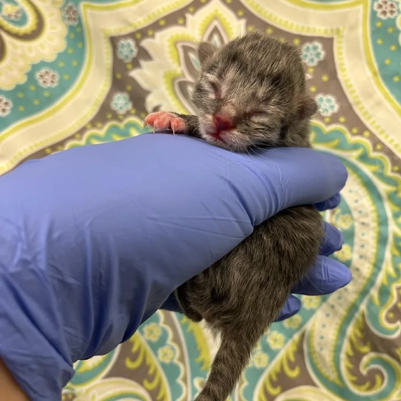 A baby small-sized male Gray / Blue / Silver Domestic Short Hair cat named Cactus Blossom for adoption in Charlottesville, VA
