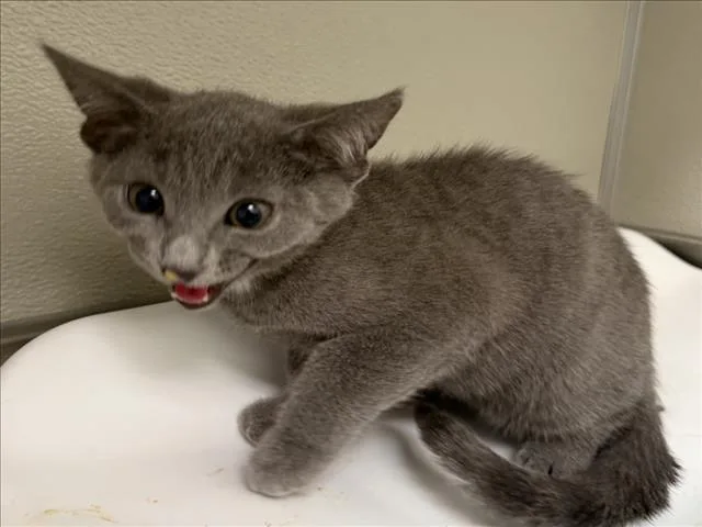 A baby small-sized male Domestic Short Hair cat named Bravo for adoption in Tracy, CA