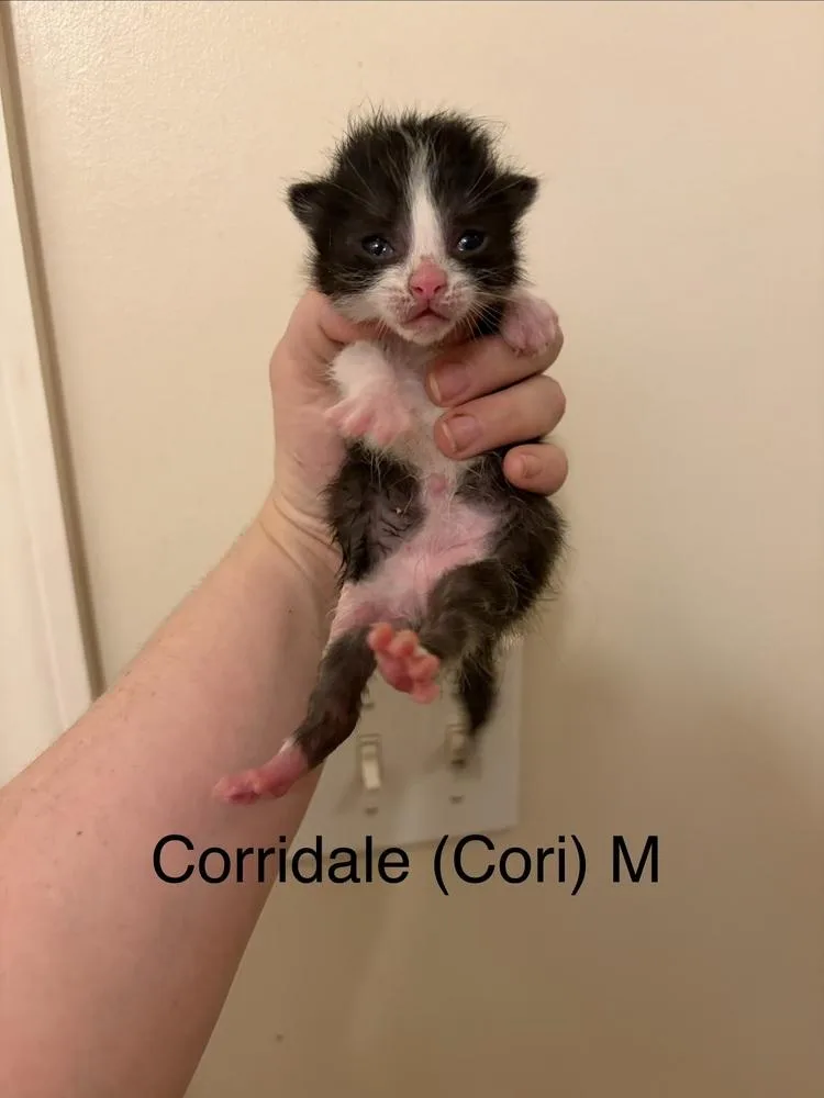 A baby small-sized male Black & White / Tuxedo Domestic Medium Hair cat named Corridale for adoption in Chicago, IL