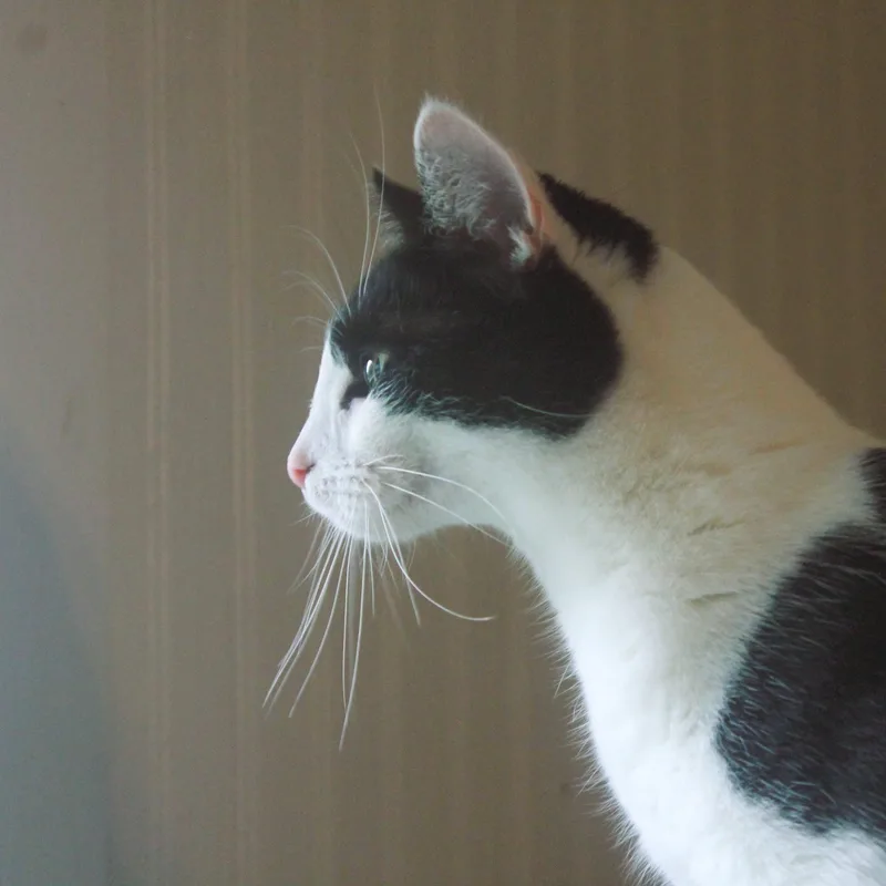 Booger thumbnail 3