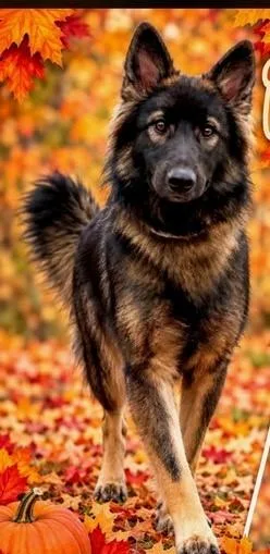 A young medium-sized female Brown / Chocolate Keeshond dog named Suki for adoption in Gardiner, NY