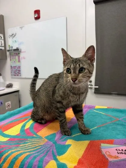 An adult medium-sized female Brown / Chocolate Domestic Short Hair cat named Free Quiche for adoption in Kansas City, MO