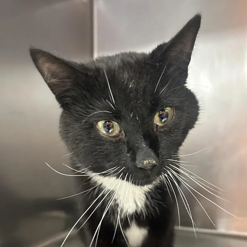 An adult medium-sized male Black Domestic Short Hair cat named Swerve for adoption in St Joseph, MO