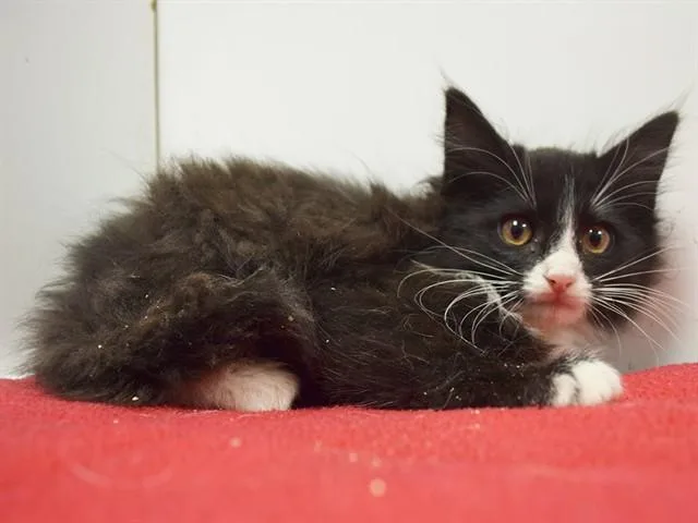A baby small-sized female Domestic Long Hair cat named Jezebel for adoption in Sacramento, CA