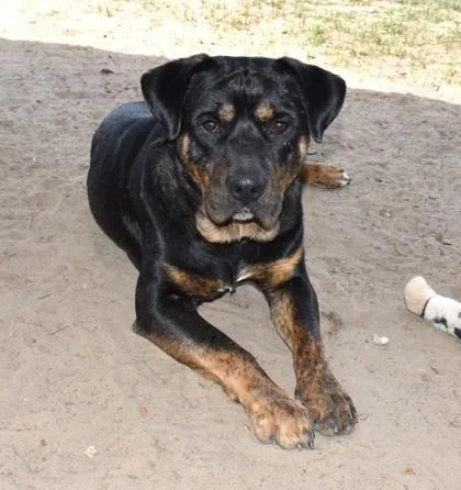 Drumstick thumbnail 2