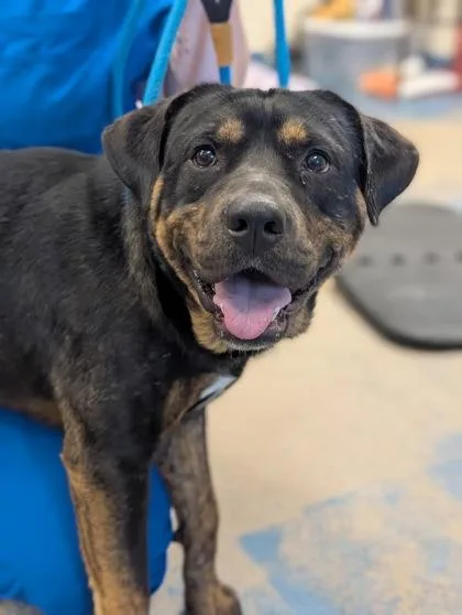 Drumstick thumbnail 3