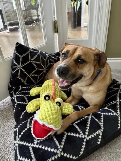 An adult medium-sized female Mixed Breed dog named Veela for adoption in Chamblee, GA