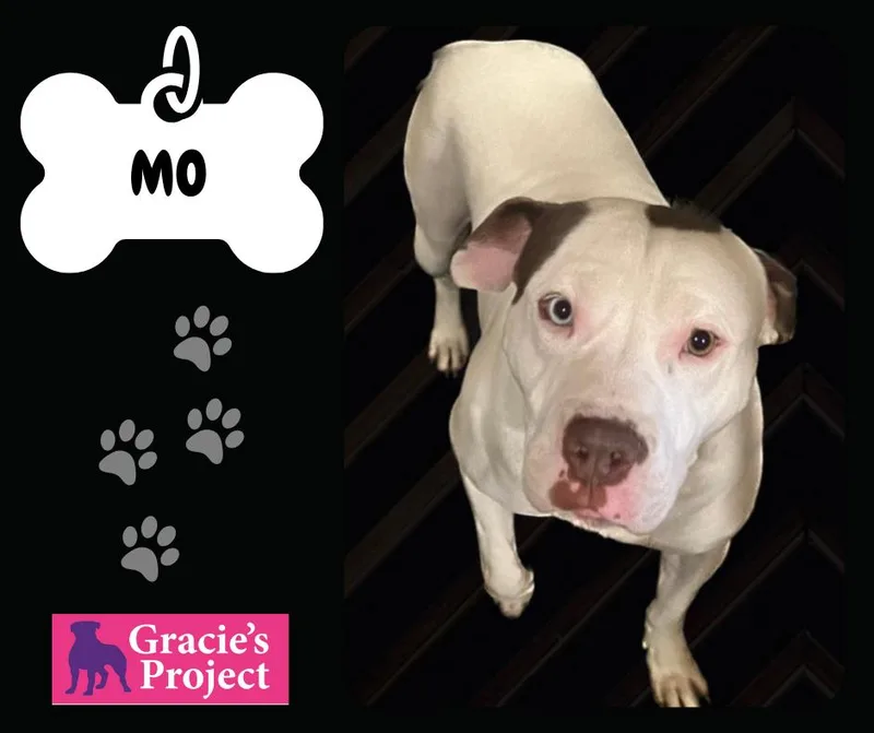 An adult medium-sized male White / Cream Pit Bull Terrier dog named Mo for adoption in Canyon, TX