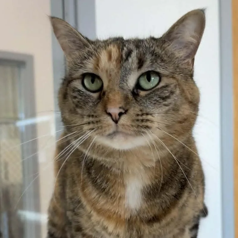 An adult large-sized female Tabby cat named Fern for adoption in Rushville, IL