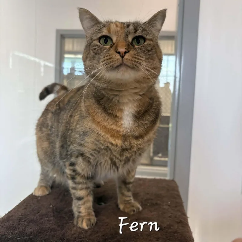 Fern thumbnail 2