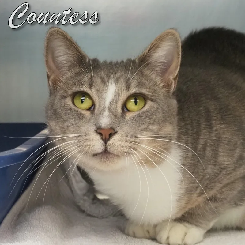 Countess thumbnail 2