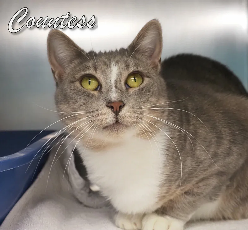 Countess thumbnail 4