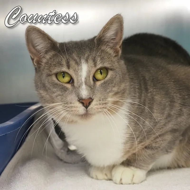 Countess thumbnail 5