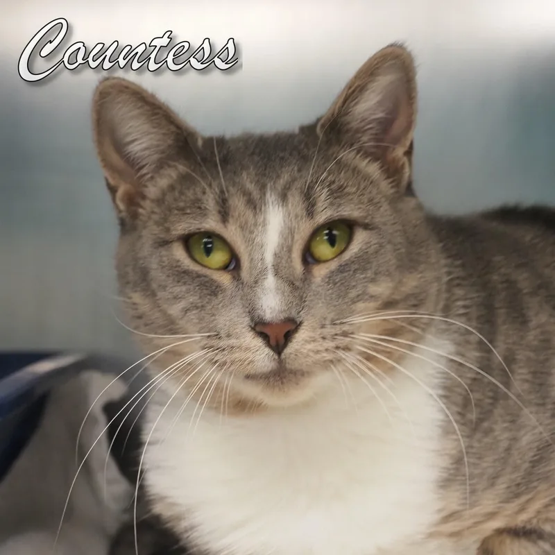 Countess thumbnail 6