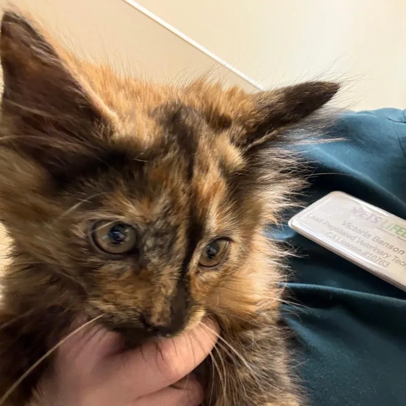 A baby small-sized female Black Domestic Medium Hair cat named Chicory for adoption in Sonoma, CA