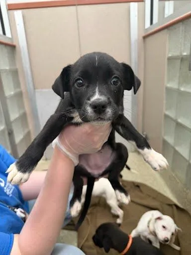 A baby medium-sized female Labrador Retriever dog named Barbara Gittings for adoption in Washington, DC