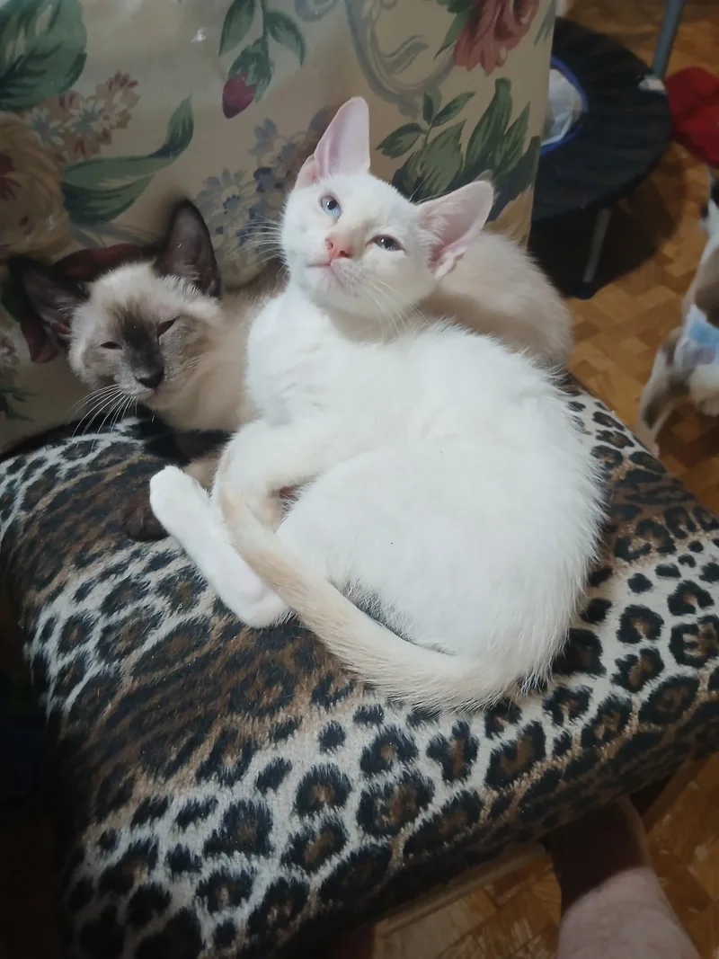 A baby medium-sized male Flame Point Domestic Short Hair cat named Bubba for adoption in Mobile, AL